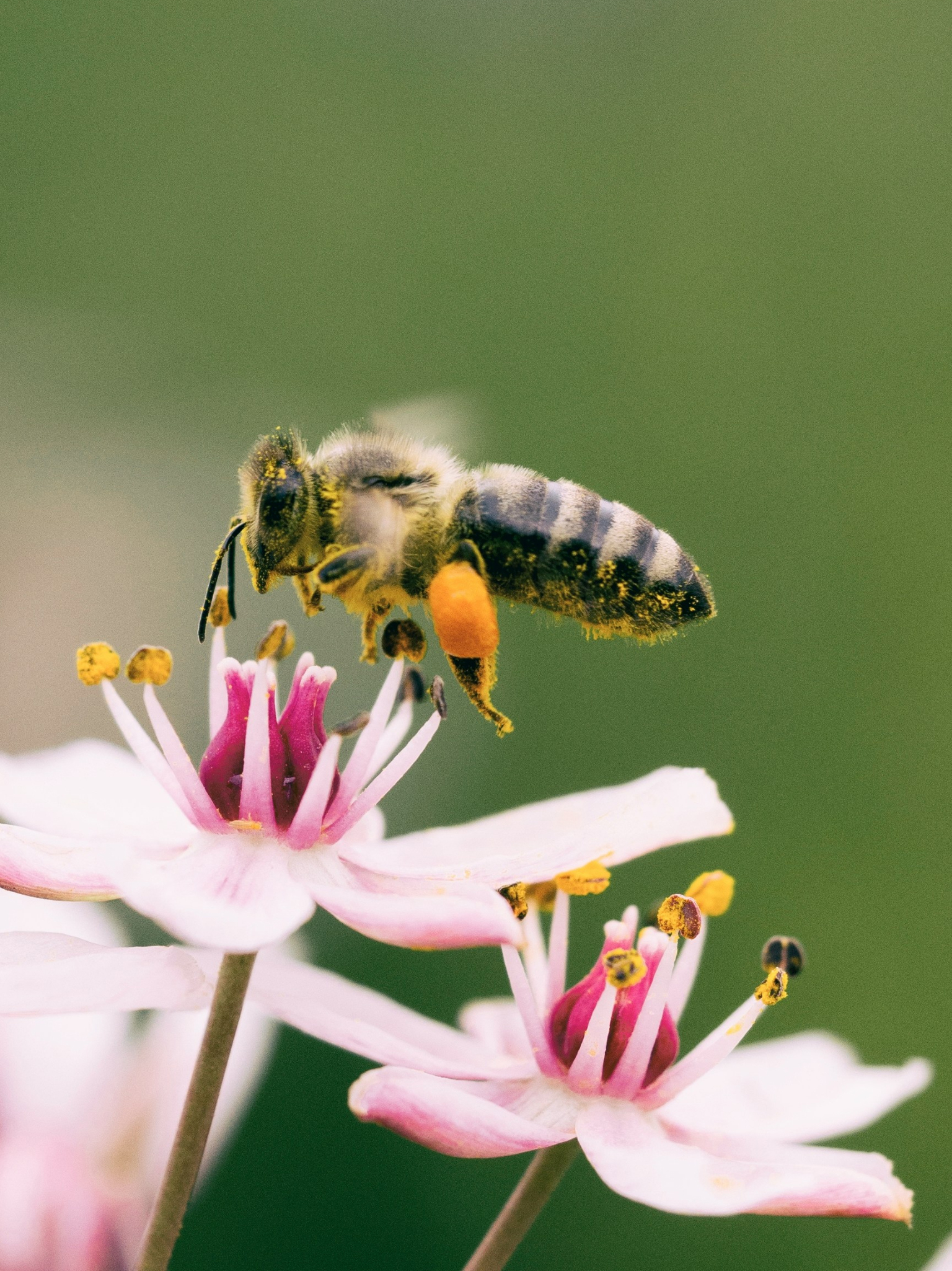 Green landscaping and biodiversity